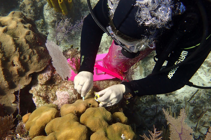 Feature image for "Reef Relief", from the Summer 2022 issue of Explore