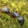 Image of an ant standing in the grass