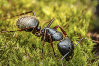 Image of an ant standing in the grass