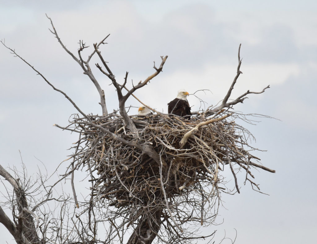 Eagles in their nest at the Seedskadee National Wildlife Refuge.