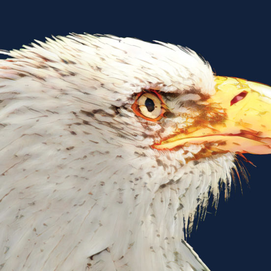 Feature image for "The Bald Eagle" from the Fall 2022 issue of Explore magazine.