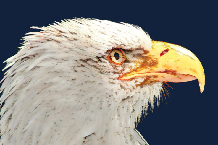 Feature image for "The Bald Eagle" from the Fall 2022 issue of Explore magazine.