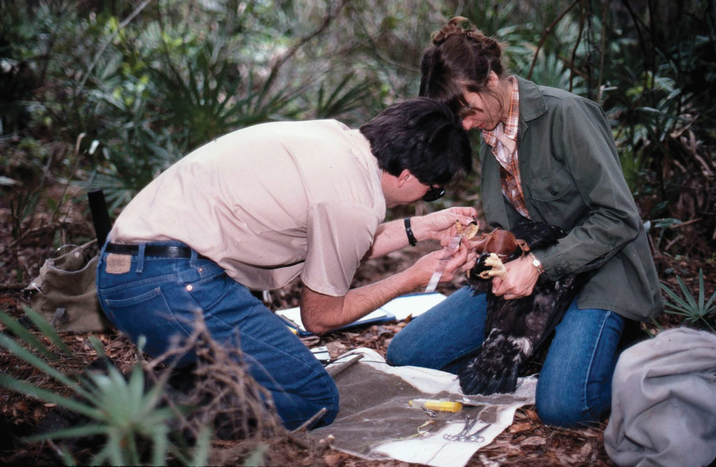 UF researchers Mike Collopy and Petra Wood take measurements of a bald eagle.