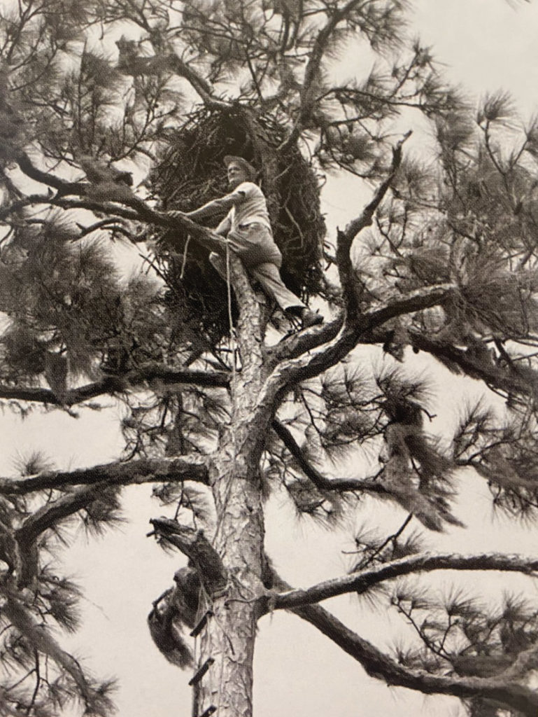 Charles Broley climbing tree to observe a bald eagle's nest