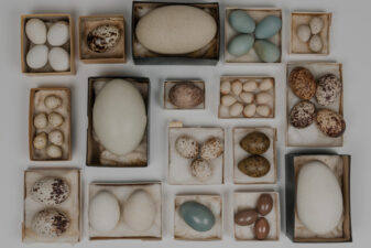A collection of eggs from seabirds, shorebirds, forest and grassland birds – even a giant flightless bird – arranged in separate boxes. The boxes are placed in a grid pattern on a table.