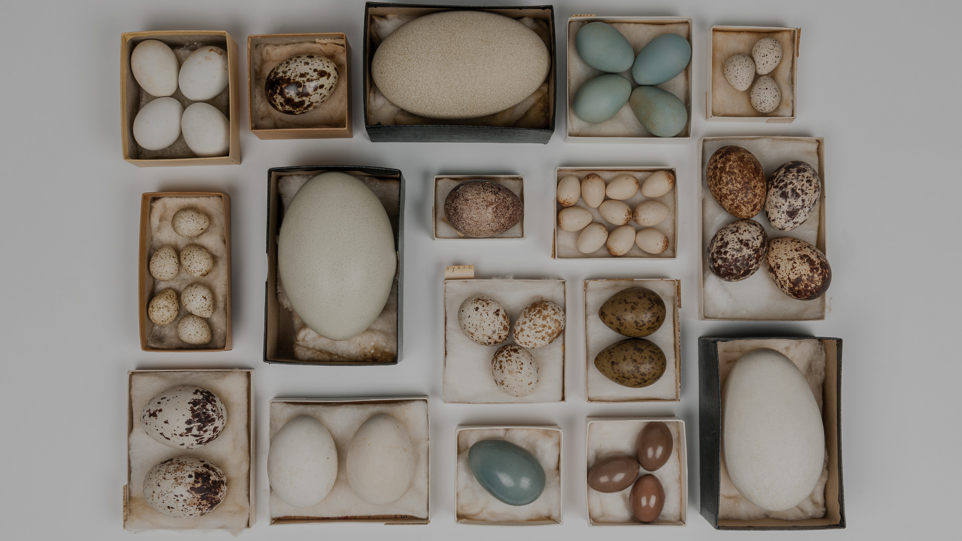 A collection of eggs from seabirds, shorebirds, forest and grassland birds – even a giant flightless bird – arranged in separate boxes. The boxes are placed in a grid pattern on a table.