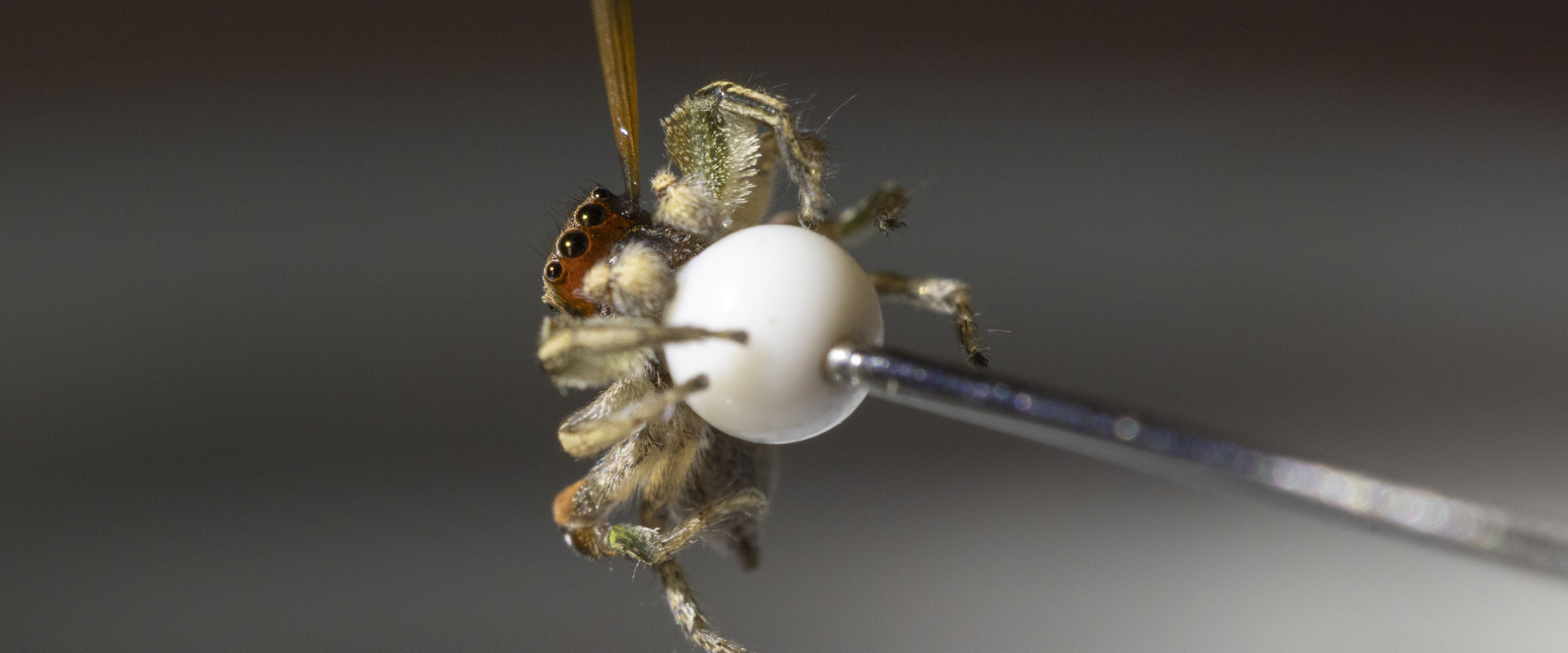 Ultra close-up image of a jumping spider being painted with eyeliner for a study.