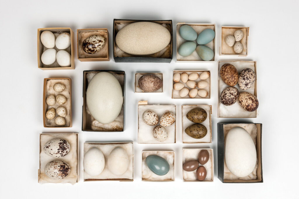 Collection of eggs from various species separated into boxes. Boxes are arranged in a grid-like pattern against a white background.
