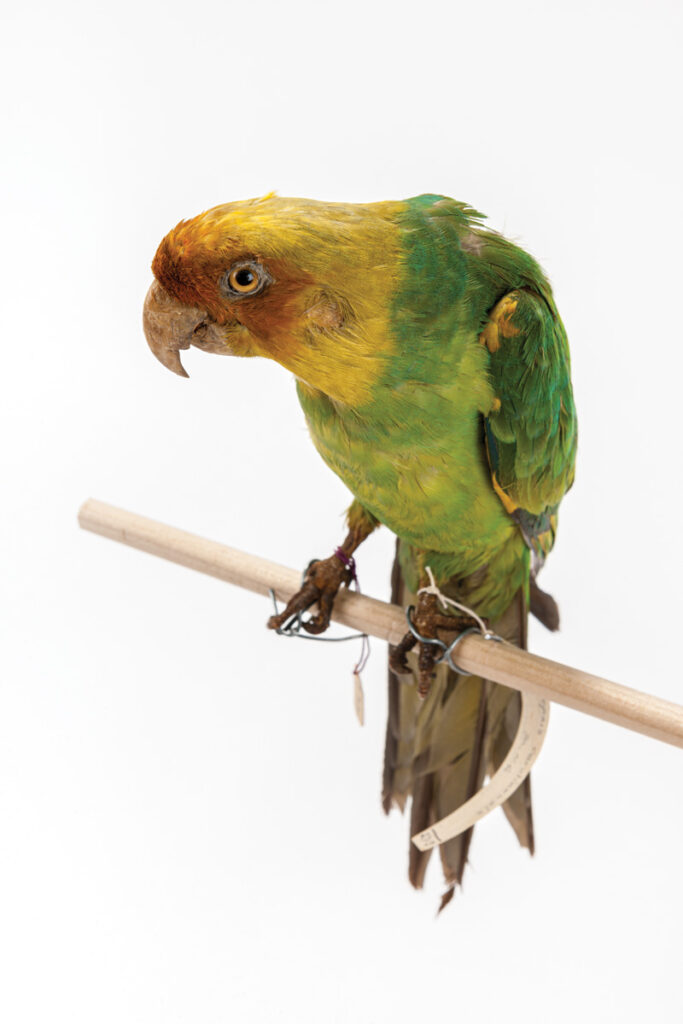 Close-up image of a Carolina parakeet perched on a wooden stick against a white background.
