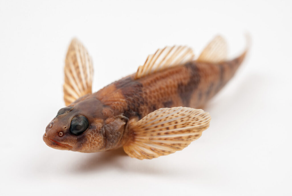Close-up image of a Maryland darter against a white background.