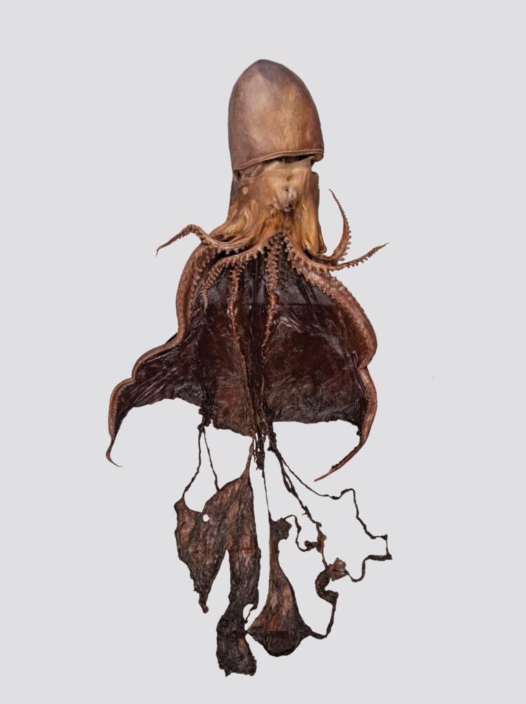 Blanket octopus against a gray background