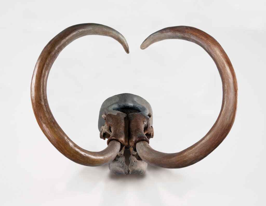 Columbian mammoth skull against a white background