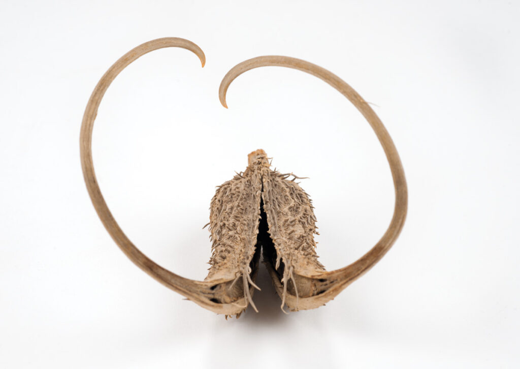 Close-up image of a devil's claw seed pod against a white background.