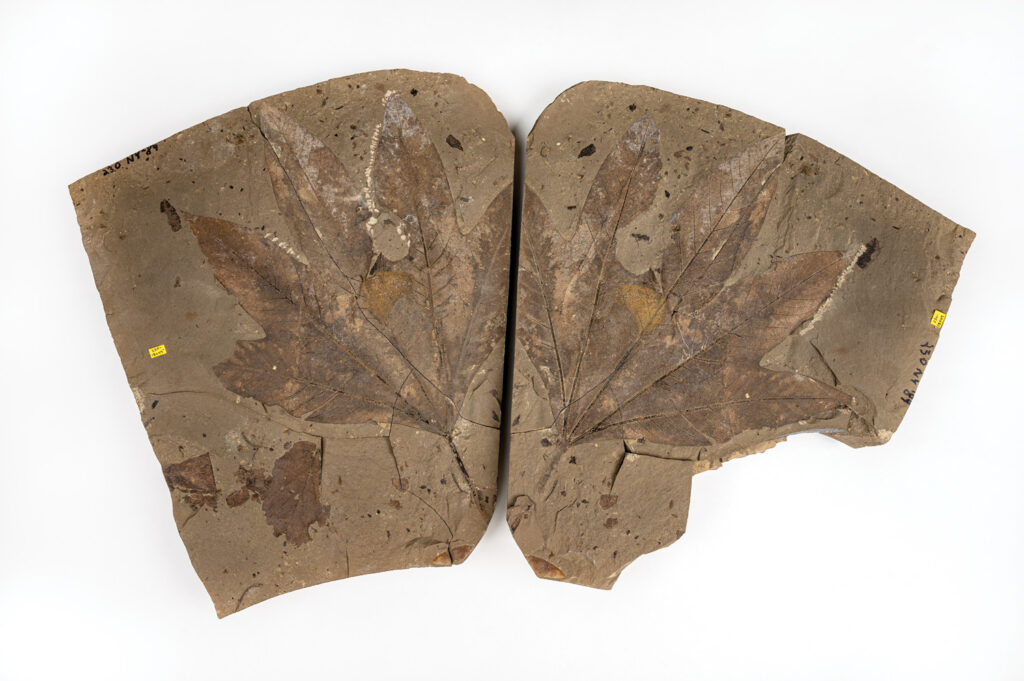 Close-up image of a complete fossil of a leaf from an extinct sycamore against a white background.