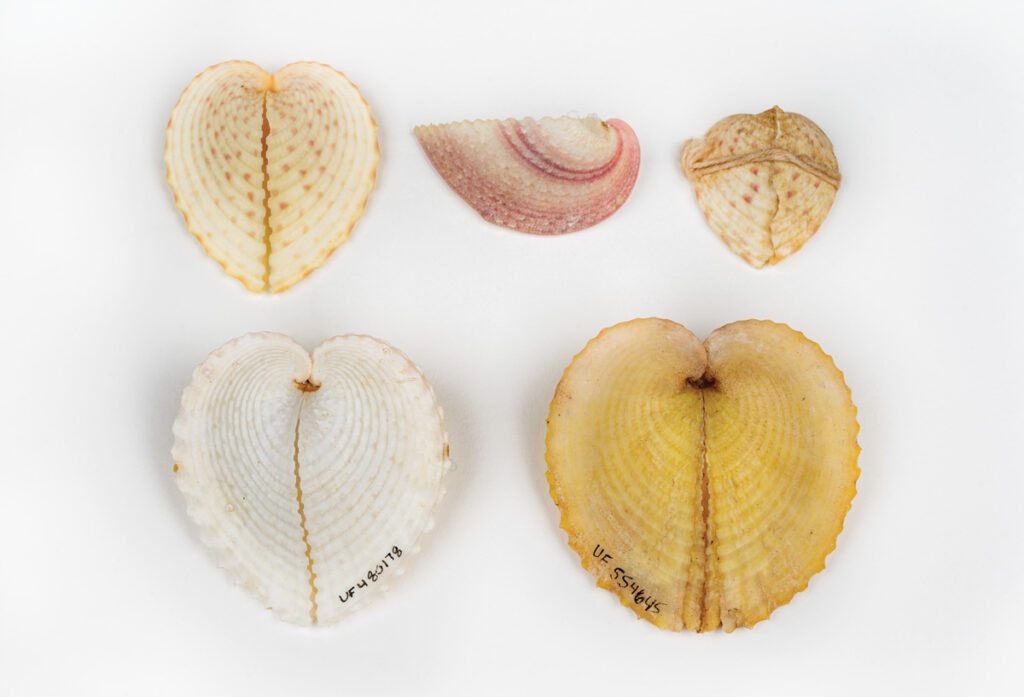 Heart cockle shells arranged side by side in a rectangular formation and pictured from above against a white background.