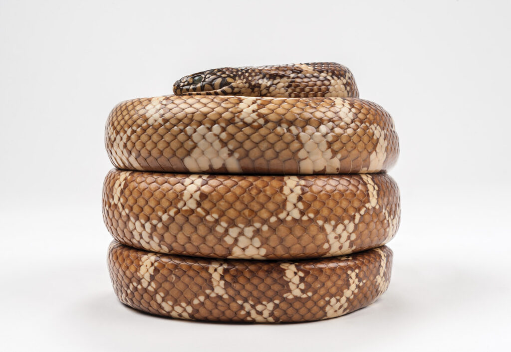 Close-up image of a kingsnake coiled up against a white background.