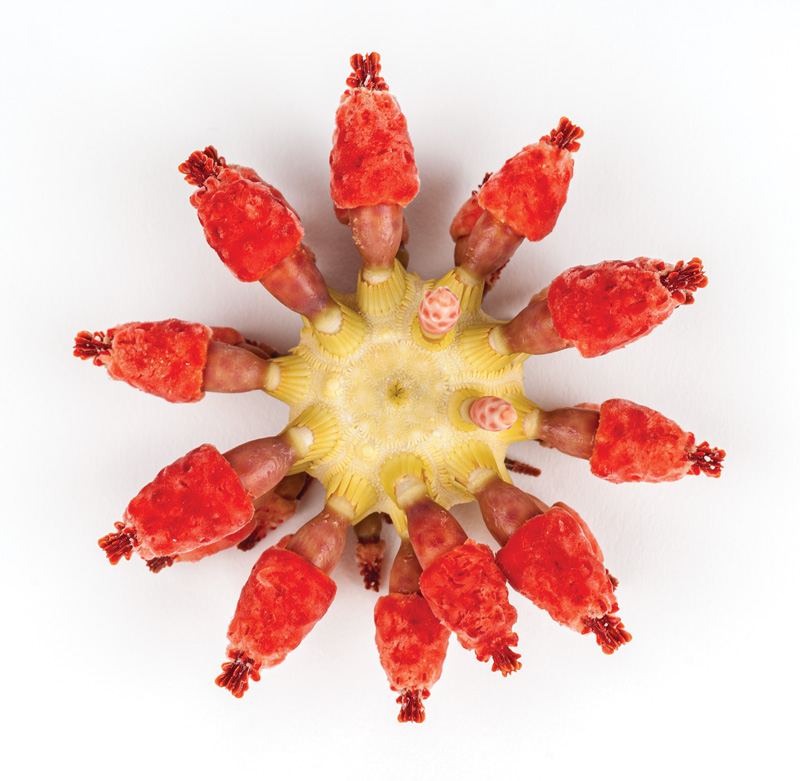 Close-up image of a strawberry urchin against a white background