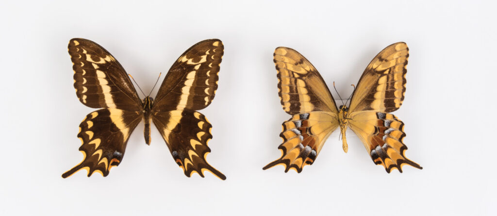 Close-up image of swallowtail butterflies side by side against a white background. Butterfly on left is seen from above, while the one on the right is seen from below.