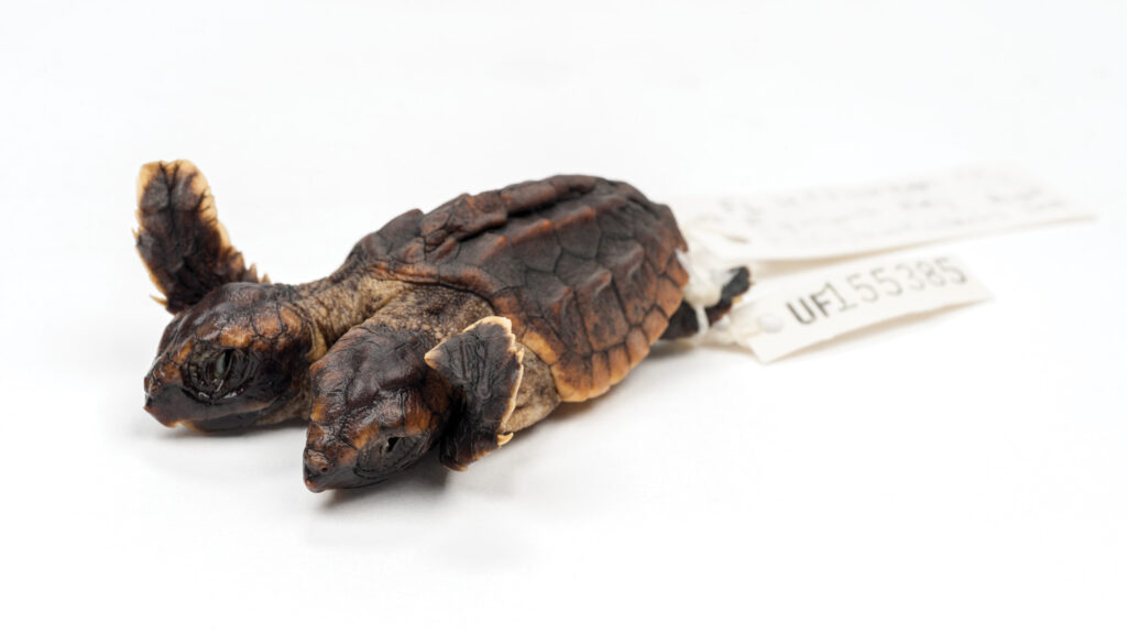 Close-up image of a two-headed baby sea turtle against a white background.