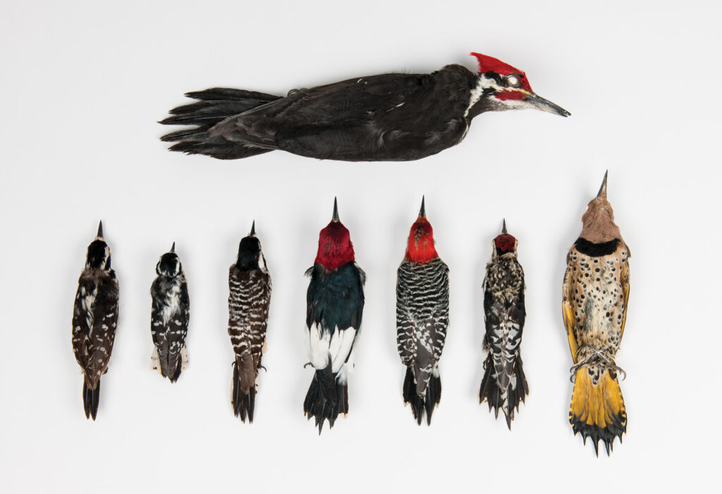 Close-up image of 8 different species of woodpecker against a white background.