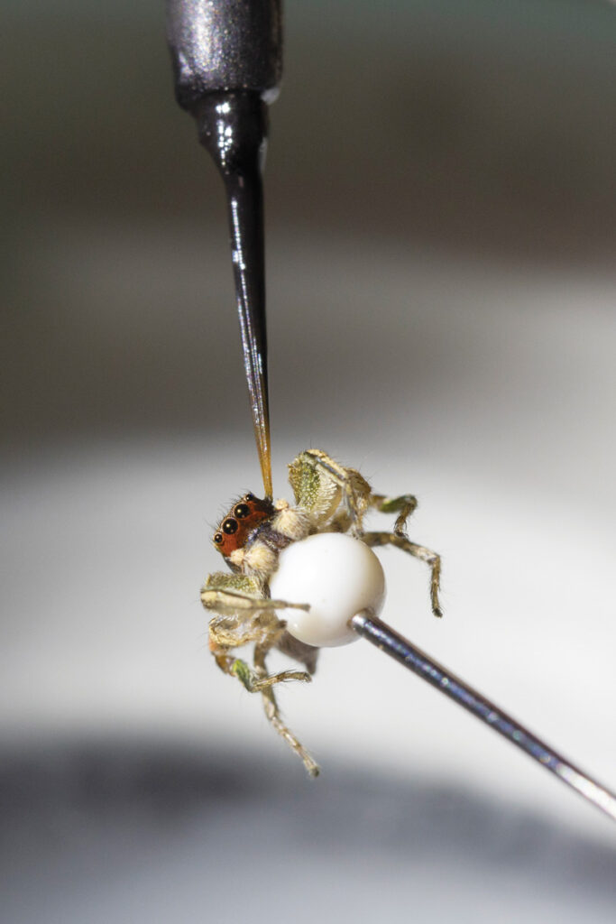 Close-up image of paint brush being used to apply hypoallergenic makeup to disguise a spider's coloration.