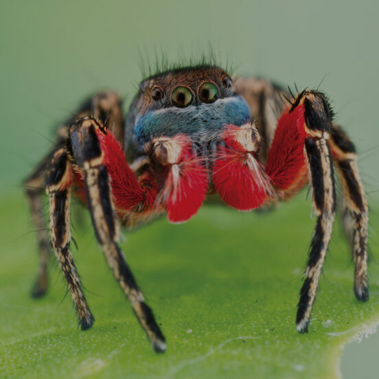 Close-up image of a jumping spider on a leaf
