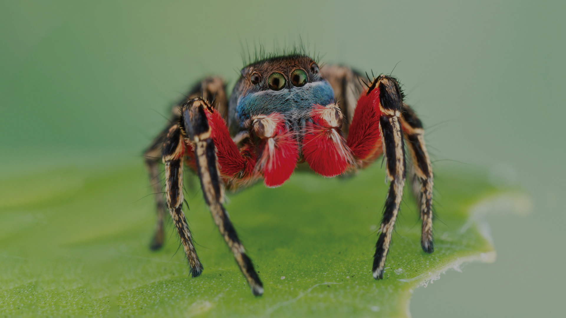 Close-up image of a jumping spider on a leaf