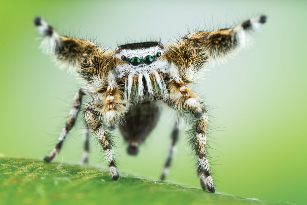 Jumping spider demonstrates courtship with front arms raised up and outward.