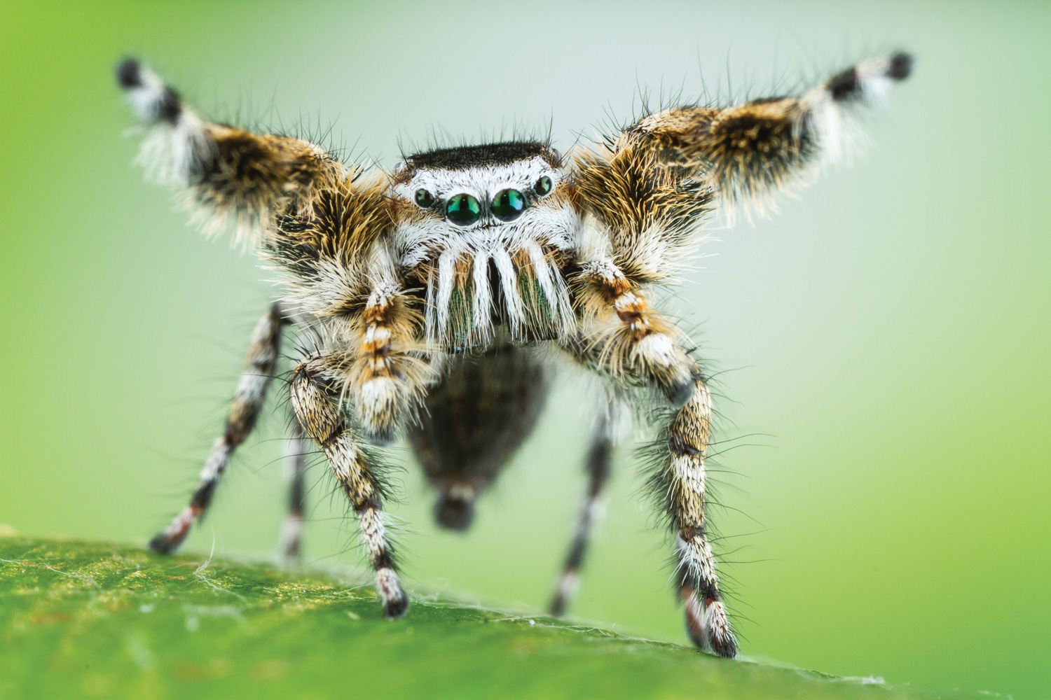 Leap Into the World of Jumping Spiders - Science Friday