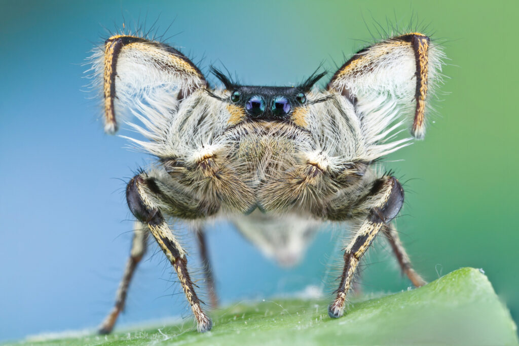 Jumping spider demonstrates courtship with front arms raised up and bent.