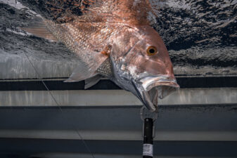 Red Snapper being returned to the water with a descending device.