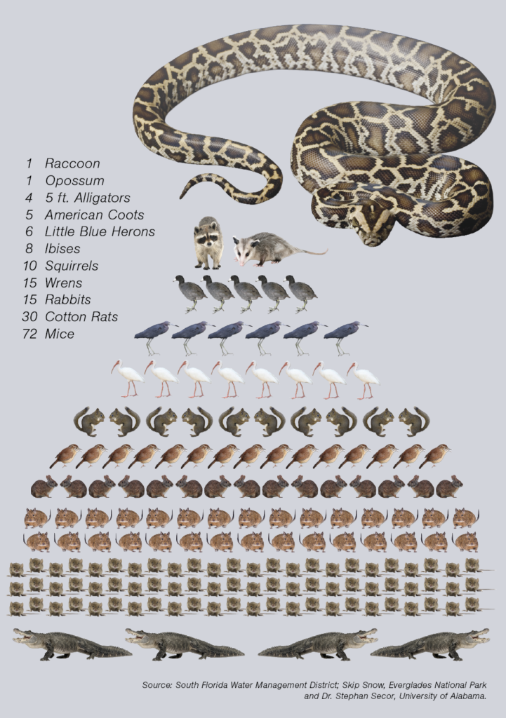 Infographic depicting a sample diet of a Burmese python.