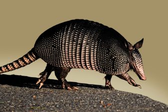 Picture of an armadillo walking on a stone surface.