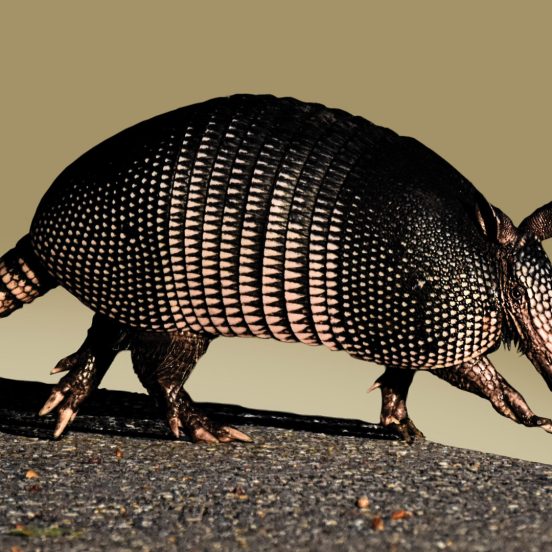 Picture of an armadillo walking on a stone surface.