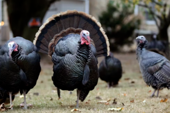 An image of wild turkeys.