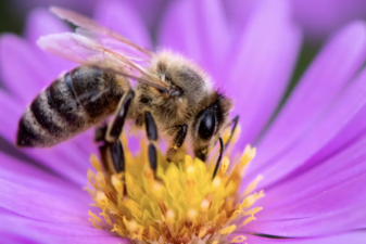 An image of a bee on a flower.