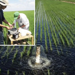 An image of researchers studying rice cultivation in the Everglades Agricultural Area.