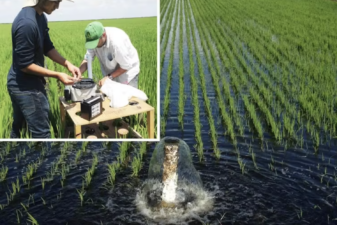 An image of researchers studying rice cultivation in the Everglades Agricultural Area.