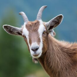 An image of a goat.