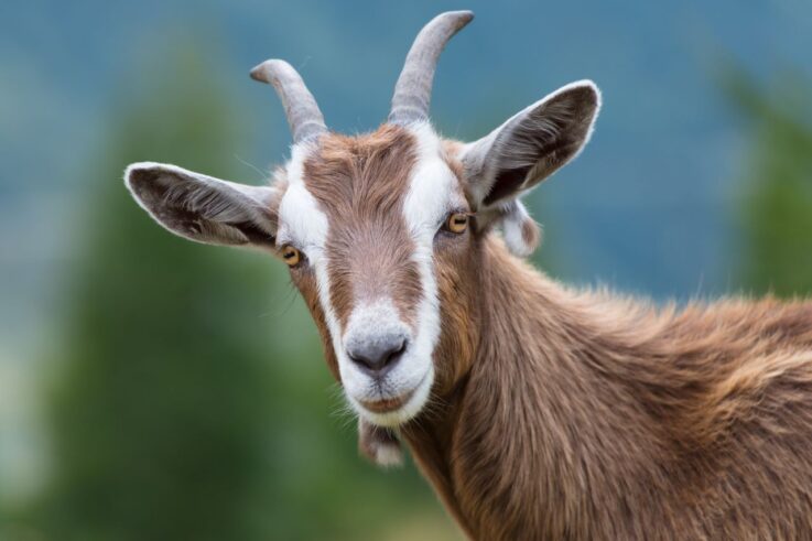 An image of a goat.