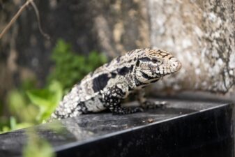 A photo of an Argentine black-and-white tegus.