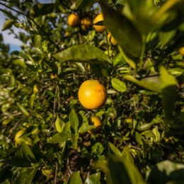 An image of citrus fruit on a tree.