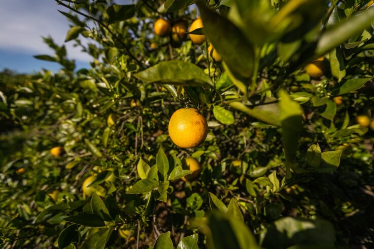 An image of citrus fruit on a tree.